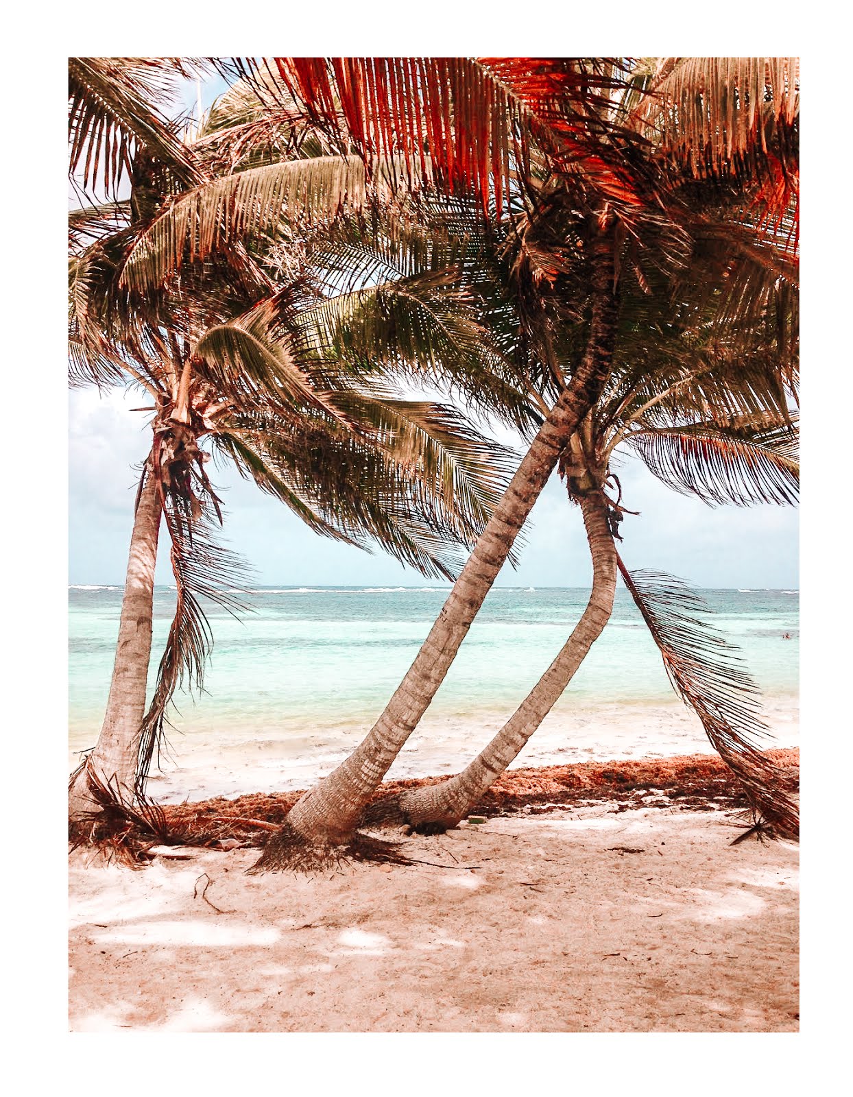 sable fin et palmiers au premier plan et nuances de bleu dans l'eau au second plan sur la plage cap chevalier en martinique
