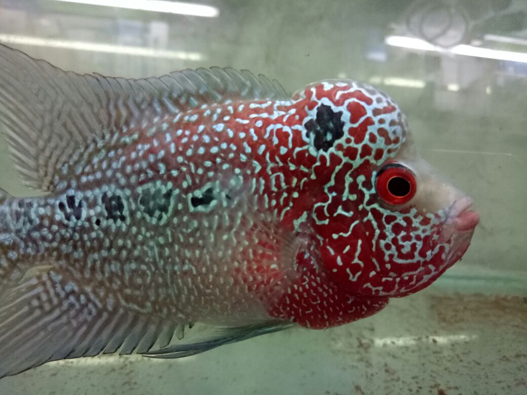 Rare freshwater fish for sale dealerbezy