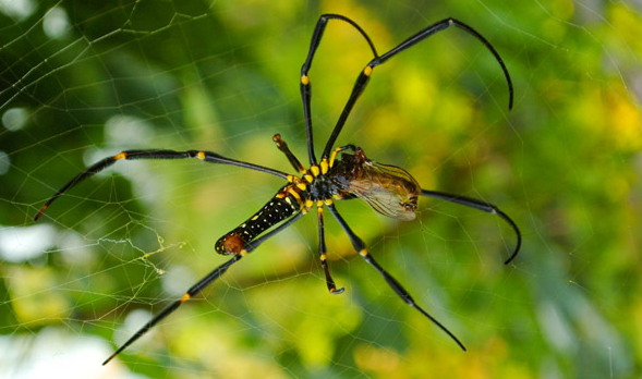 Inilah 12 Arti Mimpi Melihat Laba Laba Menurut Para Ahli Mimpi
