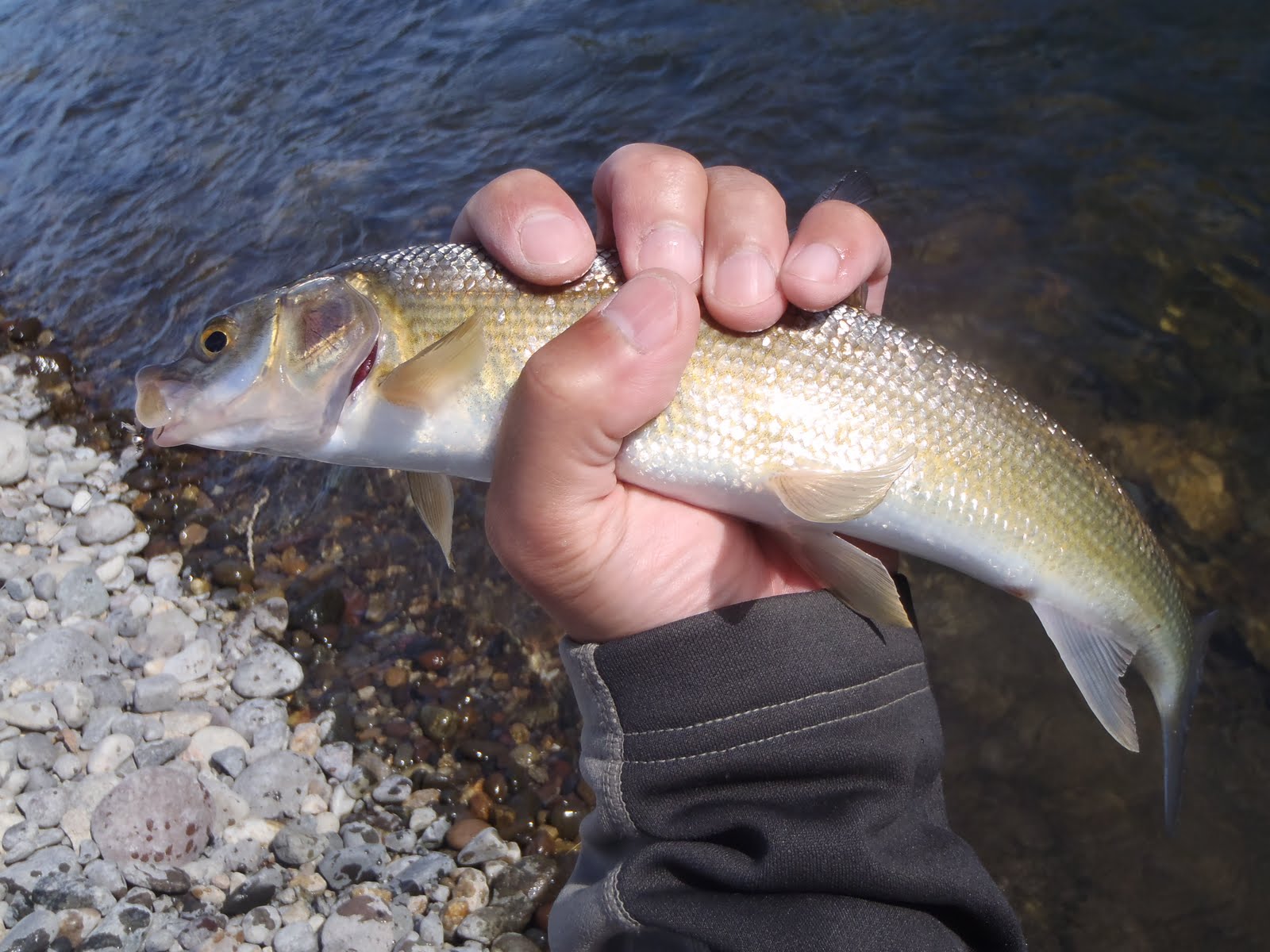 Mountains, Rivers, & Trout Whitefish Hunter
