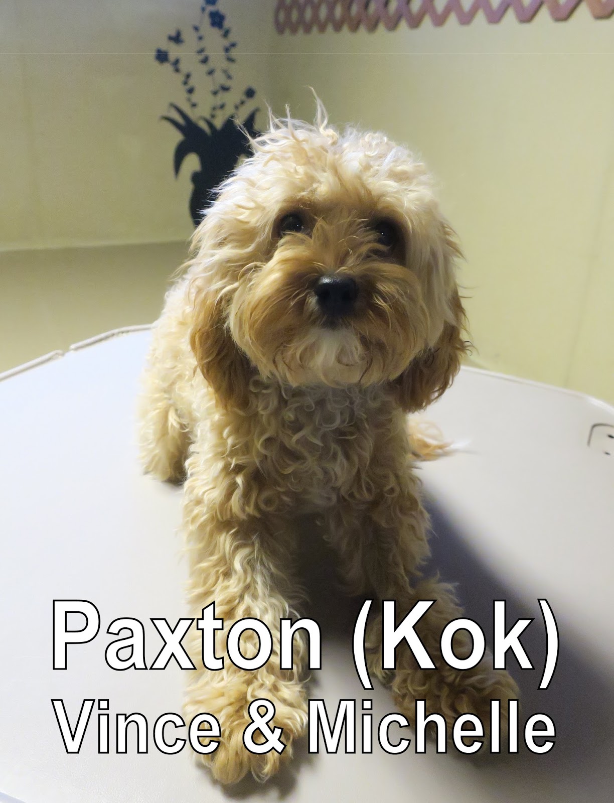 Fort Fido Dog Daycare & Boarding News Blog Paxton