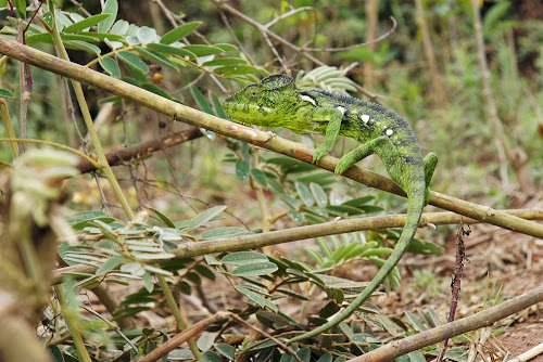 Caméléon