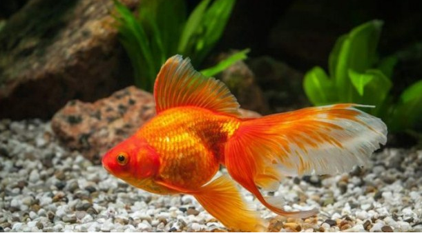 10 Rekomendasi Jenis Ikan Hias Air Tawar Dan Laut Paling Populer