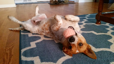 Henna, the adorable Corgi / Cattle Dog mix lying on her back with a ball in her mouth