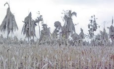 Saat Dajjal Tiba, Kelaparan Terjadi di Seluruh Dunia. Hanya Ini Makanan dan Minuman Bagi Kaum Muslimin