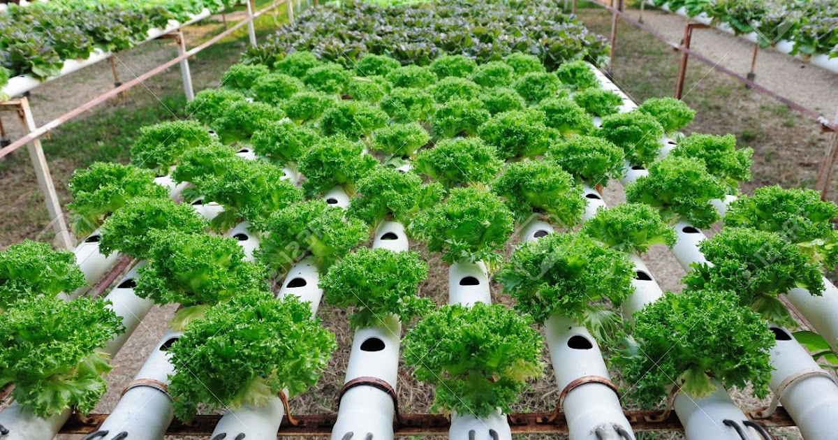 Contoh Tanaman  Hidroponik  dan Cara Menanamnya Kebun Sayuran