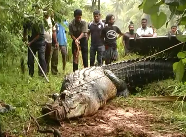 Wildlife Finds the Largest Crocodile in Sri Lanka