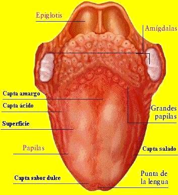 Lengua Dibujo de la lengua señalando partes gustativas para niños