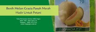 benih melon gracia,melon gracia,benih melon,budidaya melon,tanaman melon,lmga agro