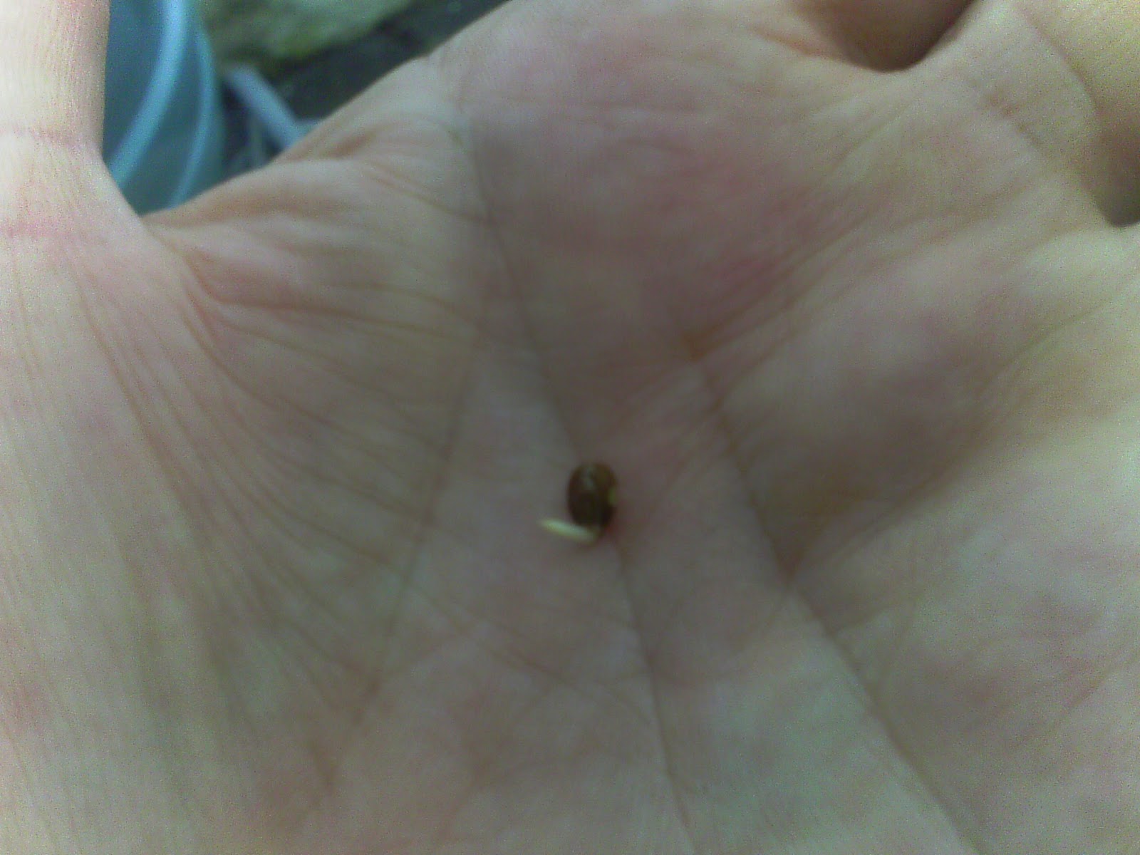 themushroom.co.uk germinating mimosa hostilis seeds