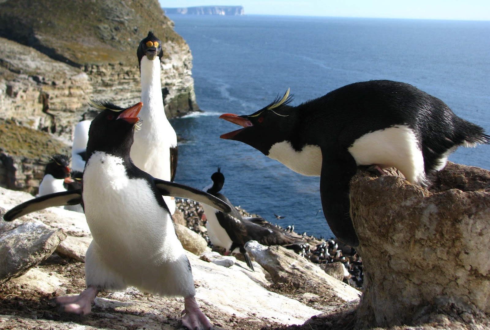 WHERE DO PENGUINS LIVE? |The Garden of Eaden