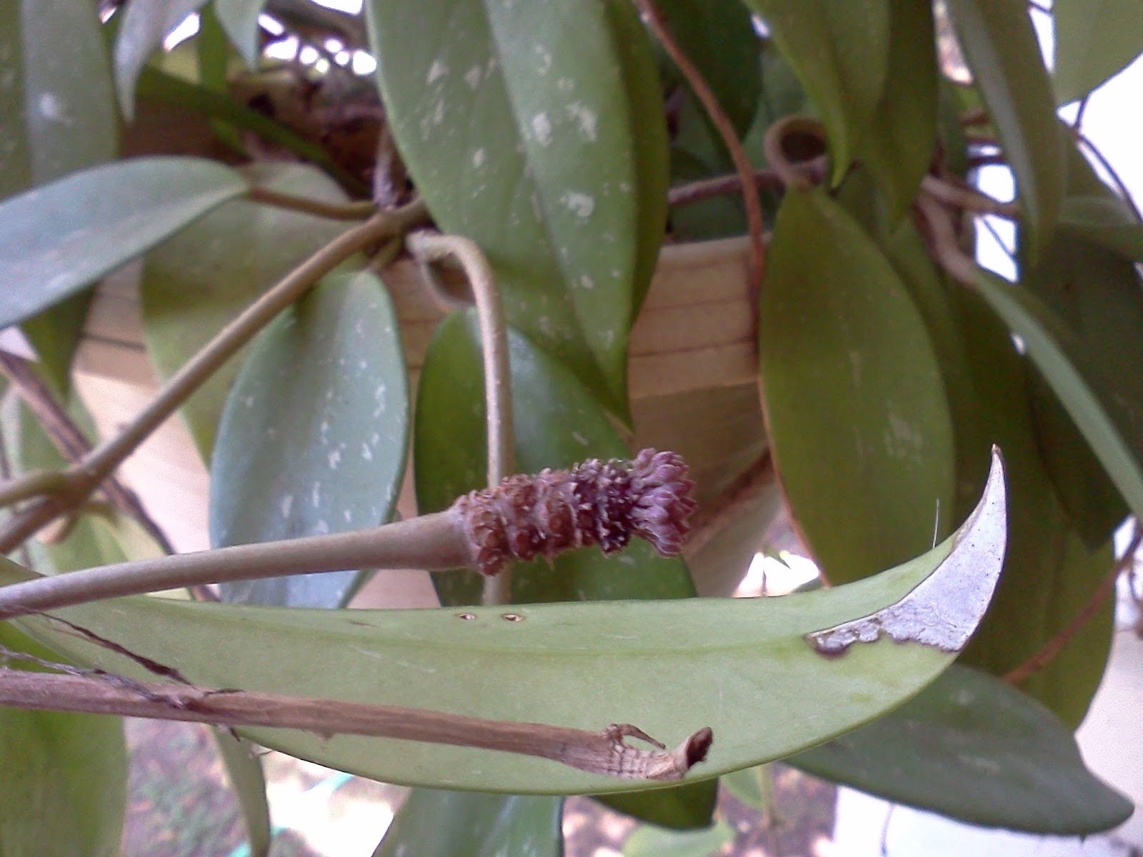 My Simple Life How Hoyas Bloom
