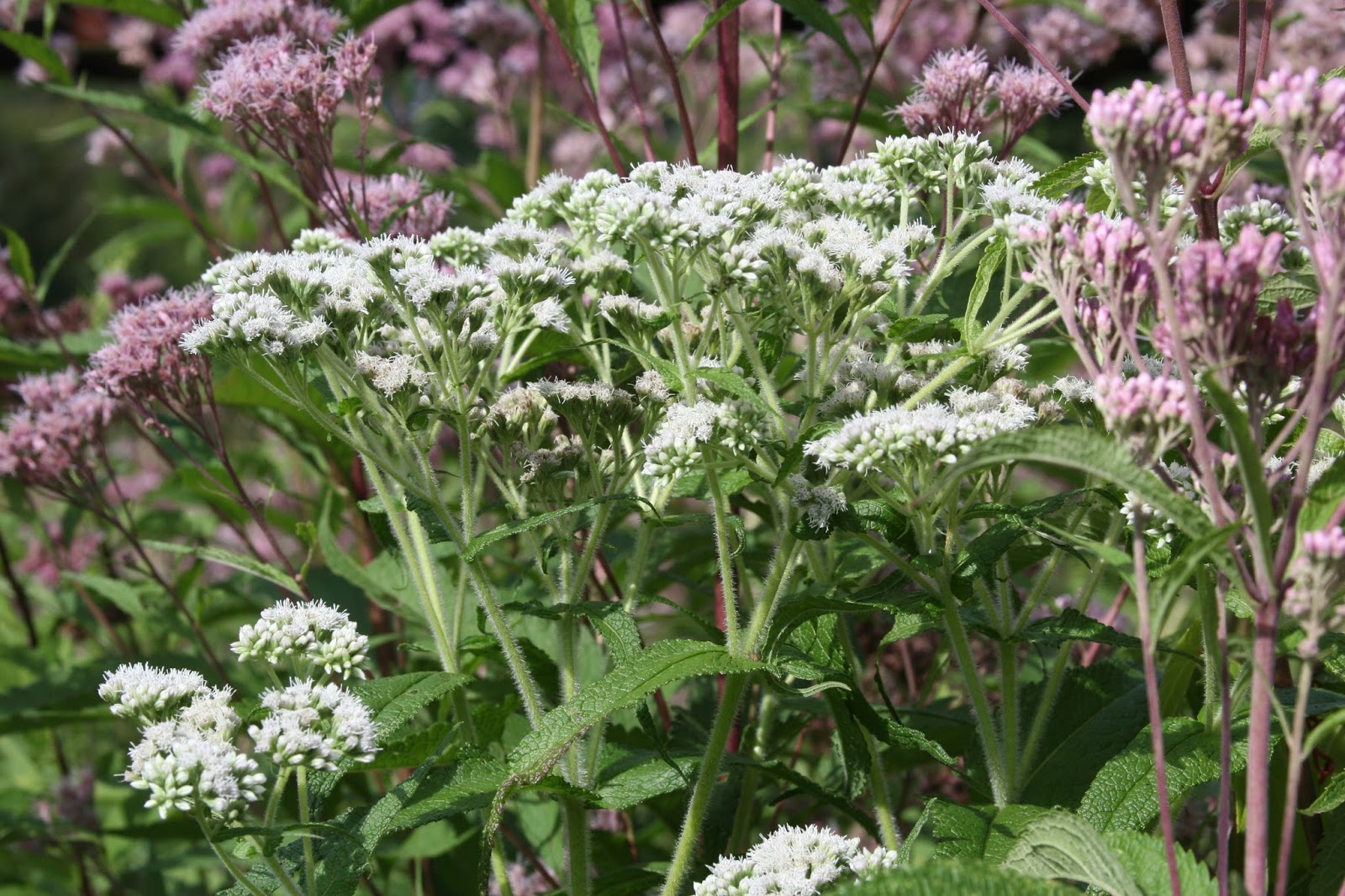 Isabella Conservation District Environmental Education