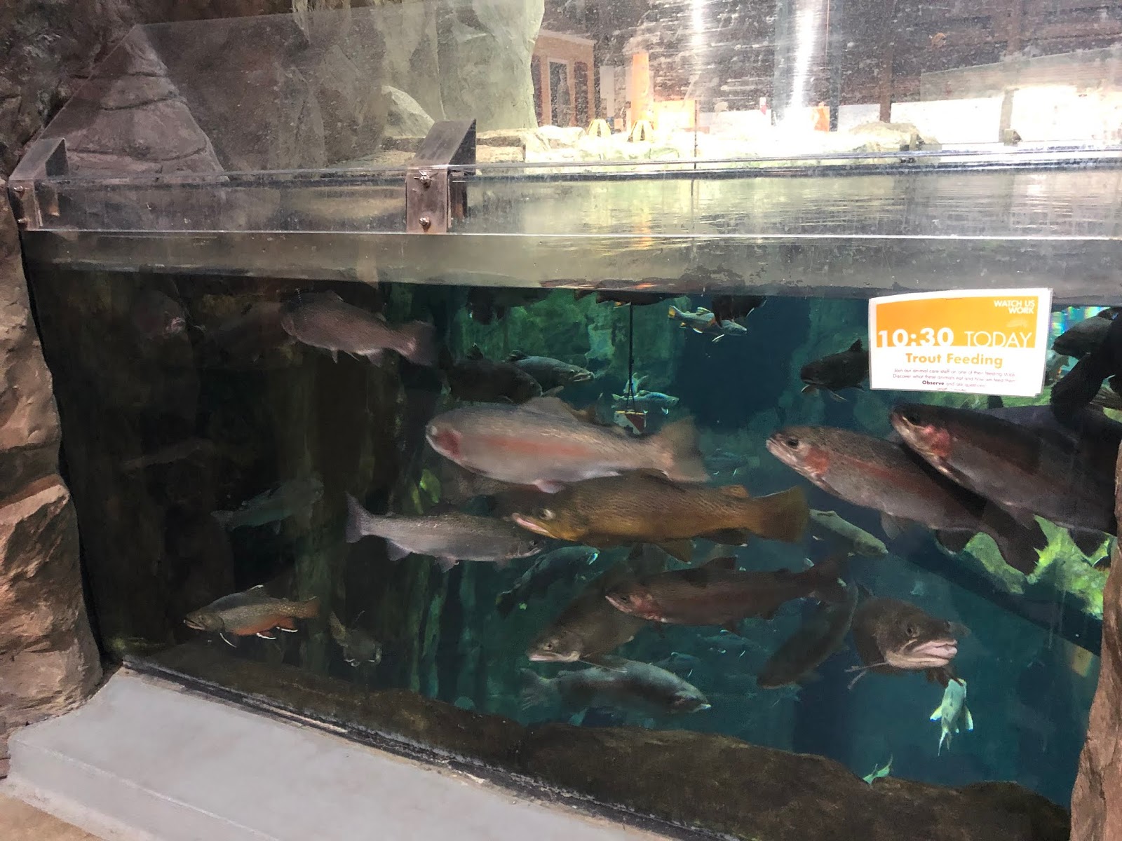 A Little Time and a Keyboard Exploring the Wildlife Wonders and