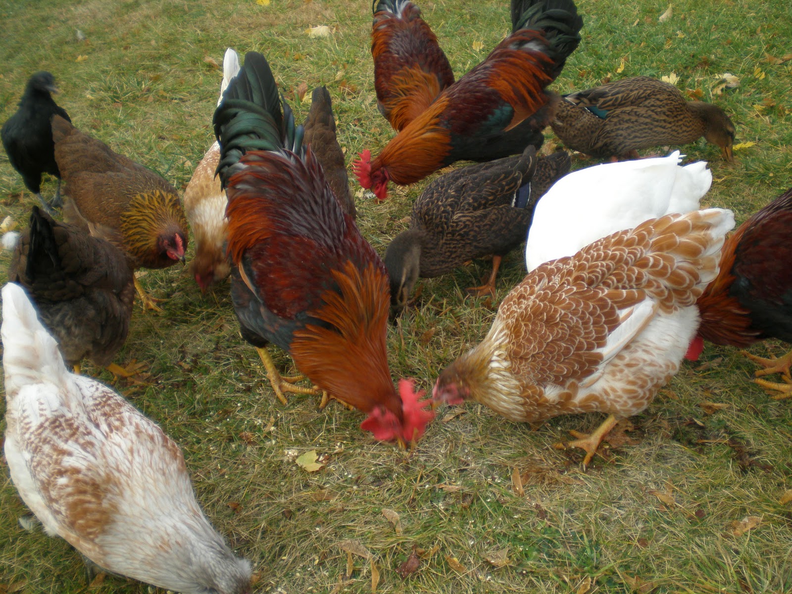 Nature's Acres Homestead Chickens