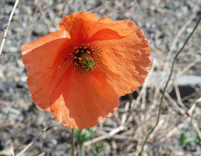 Amapola fina, ababol (Papaver pinnatifidum)