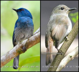 Burung Tledekan Cara Membedakan Burung Tledekan Jantan Dan Burung