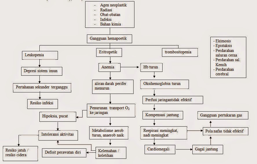 Pathway Anemia - Pathway Patofisiologi respiratory pathway diagram 