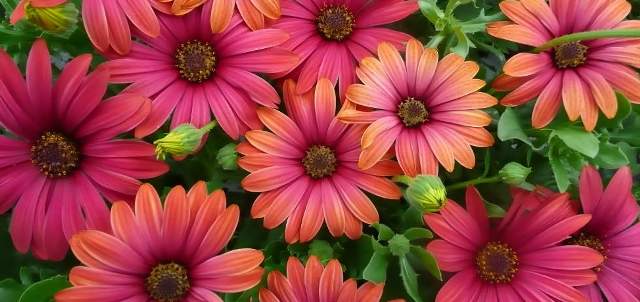 Pictures Of Beautiful Flowers Pictures Of Beautiful Flowers