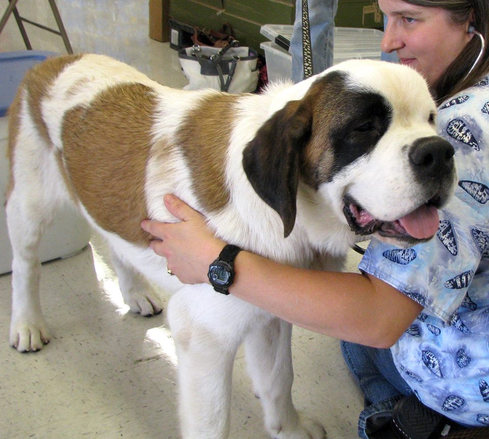 Can I Afford A Dog On Ssi Can I Afford A Dog On Ssi
