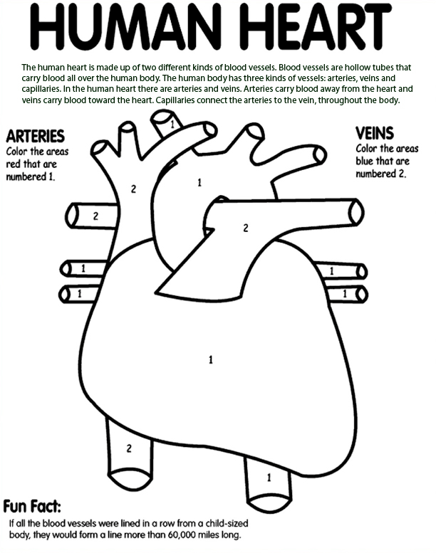 Anatomy Human Skeleton Coloring Human Heart Coloring