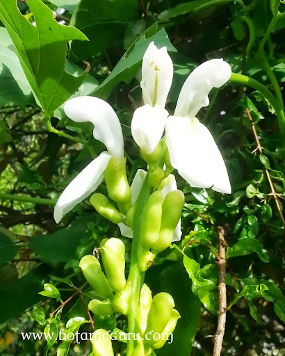 Canavalia gladiata var. alba, Sword Bean flowers