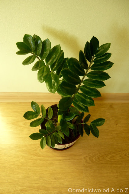 Zamiokulkas zamiolistny Zamioculcas zamiifolia