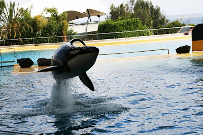 Orca Loro Parque  © Canarian Sea