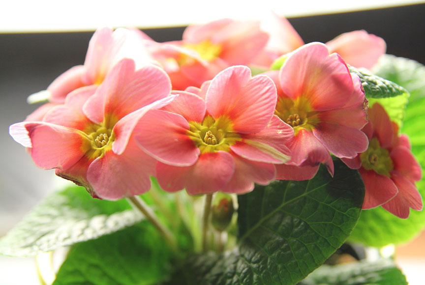 Bloomingwriter Gardening in Nova Scotia The gardener indoors