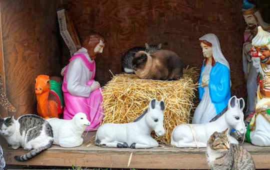 Christmas nativity scene with cats