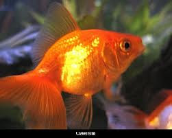 أنواع عالم الحيوان من أسماك الزينة