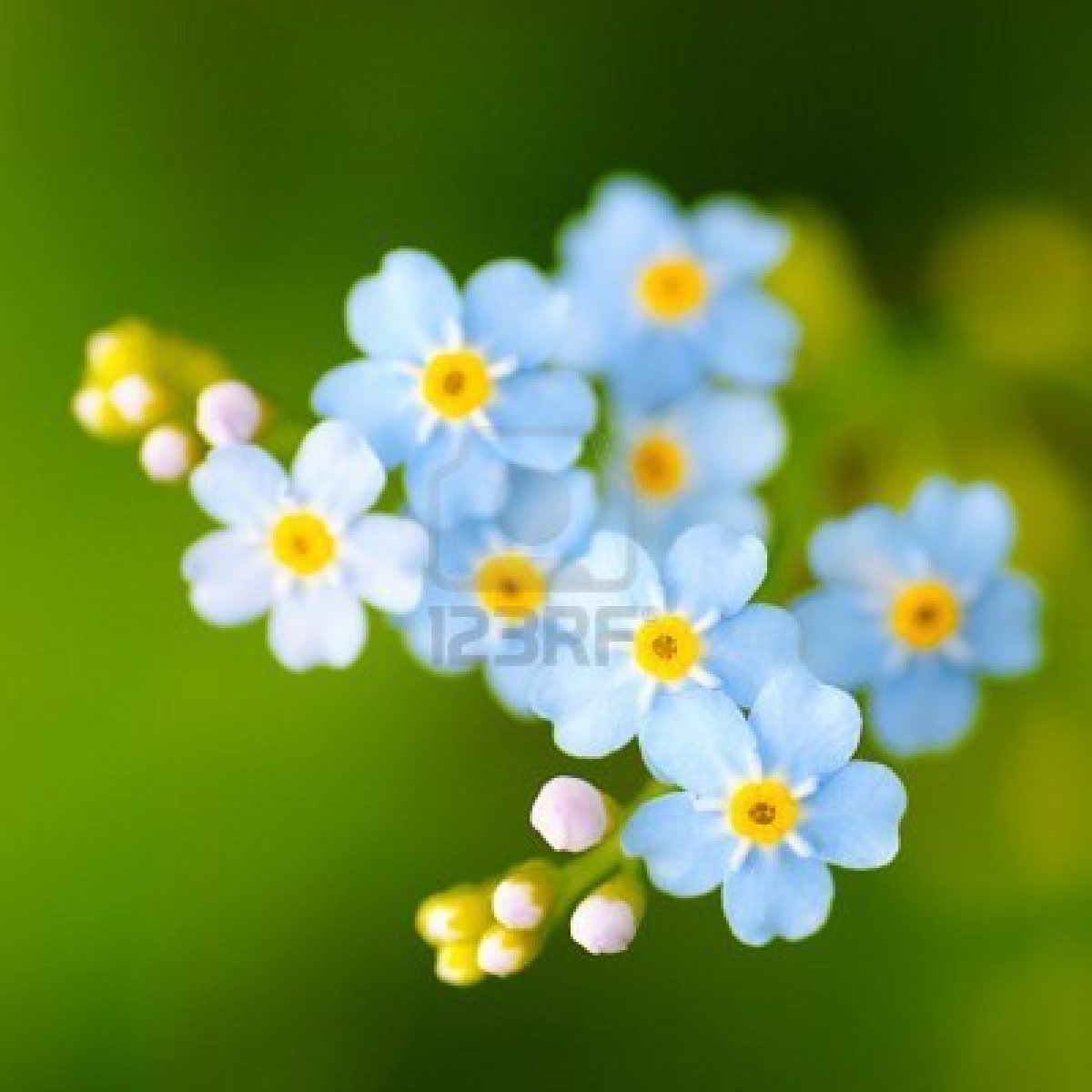 Free Wallpapers Blog plant background