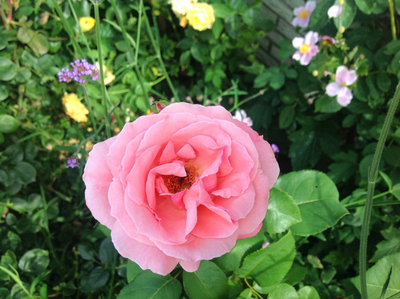 Bealina: Brötchen und die Sonne geht auf ...