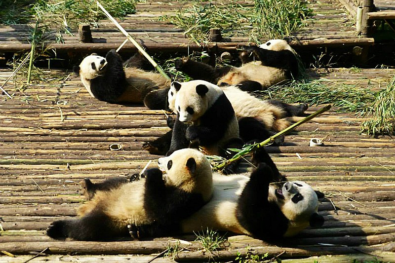 riserva panda gigante chengdu cina