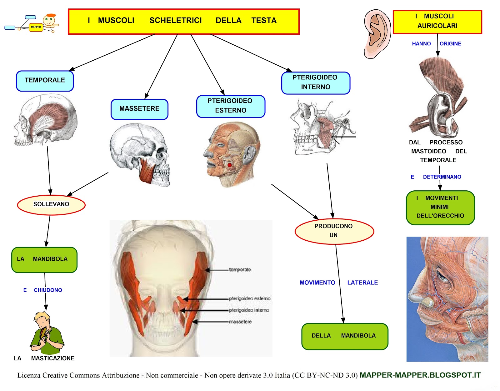 MAPPER MUSCOLI DELLA MASTICAZIONE