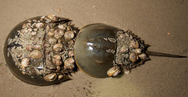 Limulus polyphemus