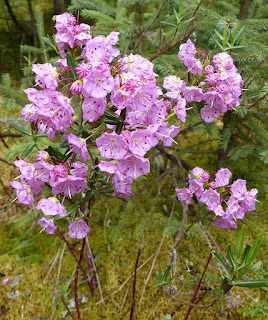 Kalmia à feuilles d'andromède - Kalmia polifolia Kalmia à feuilles d'andromède - Kalmia polifolia