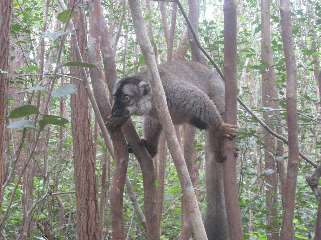 brown lemur andasibe