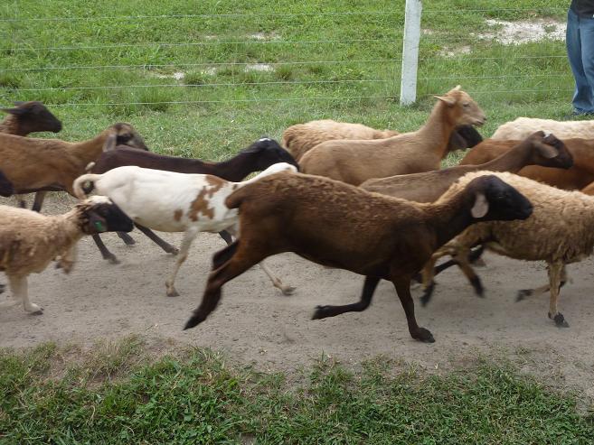 Crystal and Bryan in Singapore: Malaysia Day Trip: Down on the Farm