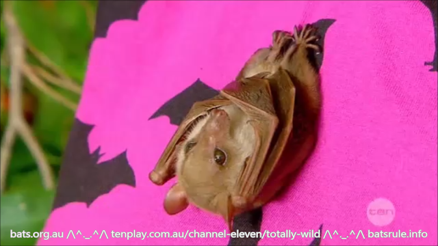 Rehab | Blossom and Totally Wild | Megabat in care, Common blossom bat (Syconycteris australis)