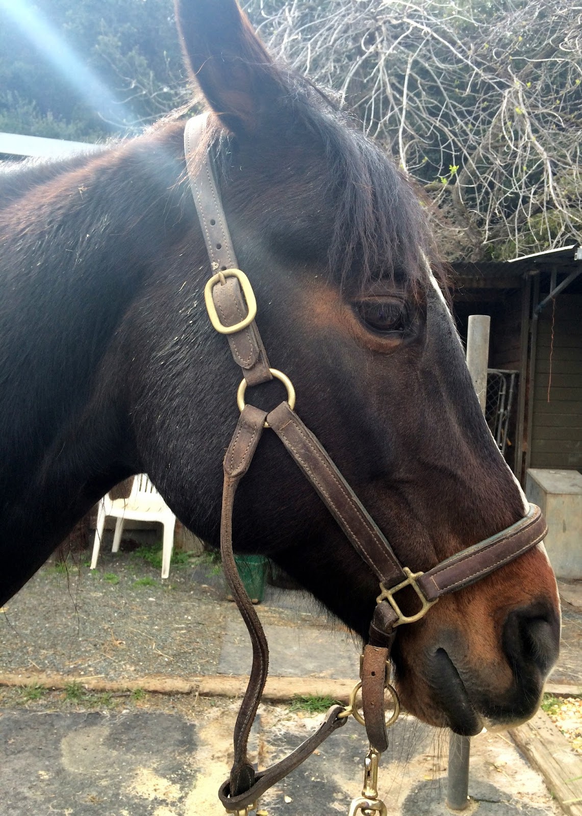 Horse Chiropractor DIY Horse Ownership