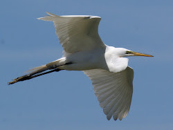wordless almost wednesday birding wildlife watching se texas