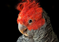cacatua bird price cacatua bird price