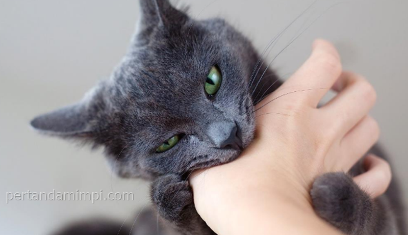 54 Koleksi Gambar Kucing Erek Erek Terbaru Wallpaper Hd