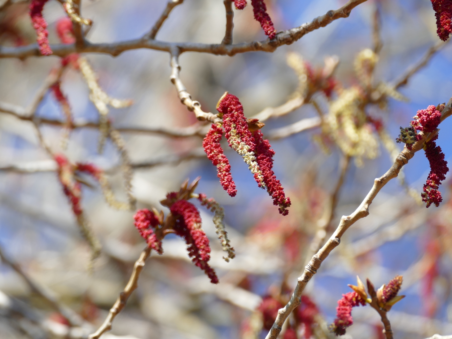 La Maison Magique Von Mauern Und Garten