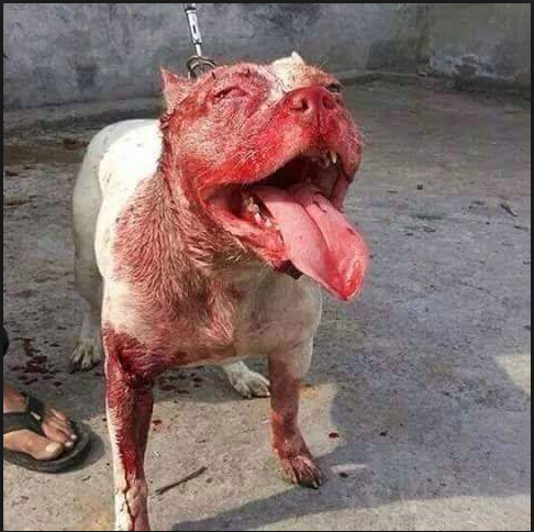 In The Us Dog Fatal Dog Attacks By Breed In The Us Dog Fatal Dog Attacks By Breed