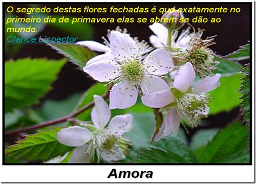 Flores que rendem frutos em poesia!