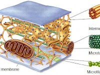 Cytoskeleton Diagram Cytoskeleton Diagram