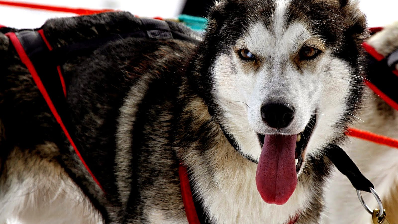 Dangerous Dogs Act 1991 Danger Choices