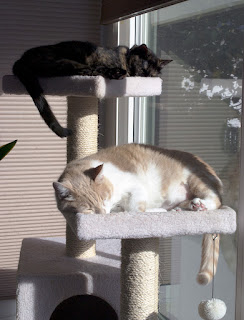 The Real Cats sleeping on their cat tree